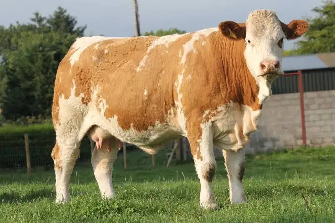 9xoMzJYryUMk9TsP7zzetOioHxmCOp-metaaW1hZ2VzLndlYnA=-